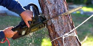 Best Tree Risk Assessment  in Freeport, PA