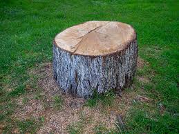 Best Hazardous Tree Removal  in Freeport, PA