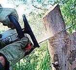 How Our Tree Care Process Works  in  Freeport, PA