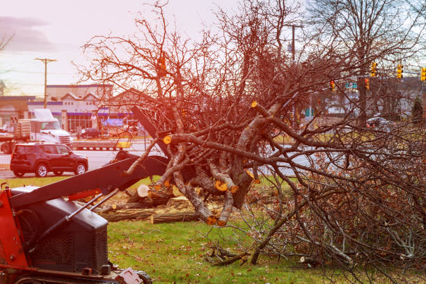 Reliable Freeport, PA Tree Care Solutions