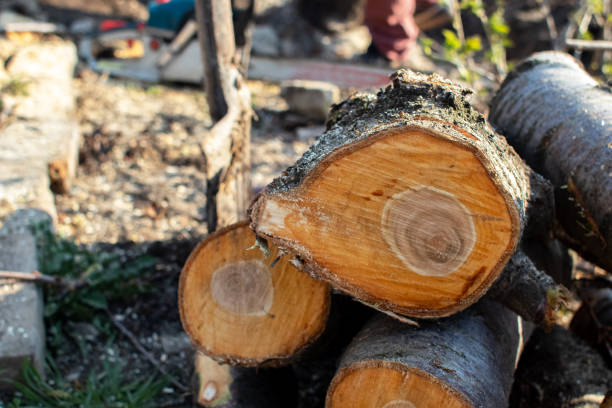 Best Firewood Processing and Delivery  in Freeport, PA