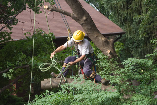 Best Lawn Disease Treatment  in Freeport, PA