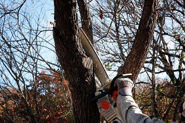 Best Lawn Renovation and Restoration  in Freeport, PA