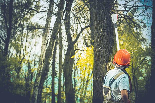 Best Tree Trimming and Pruning  in Freeport, PA